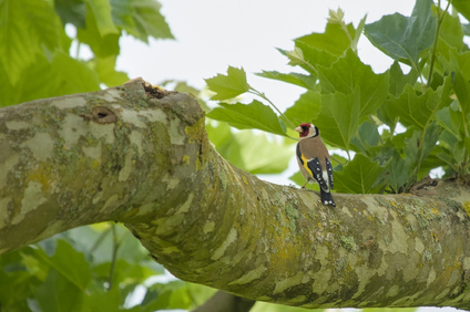 European Goldfinch, Jona, Switzerland