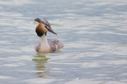Great Crested Grebe, Jona, Switzerland