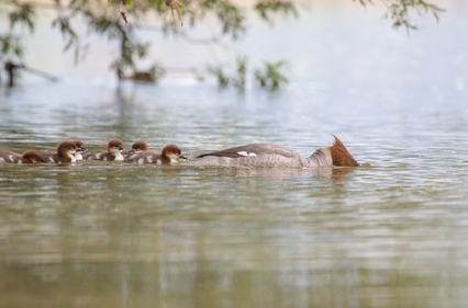 Common merganser, Jona, Switzerland