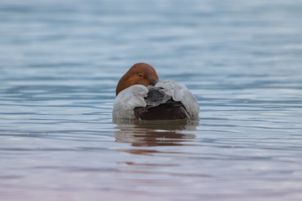 Common Pochard, Jona, Switzerland