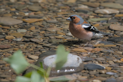 Common Chaffinch, Jona, Switzerland