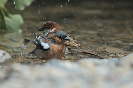 House Sparrow                    , Common Chaffinch (Fringilla coelebs), Jona, Switzerland