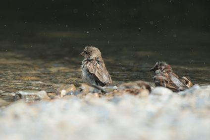 House Sparrow, Jona, Switzerland