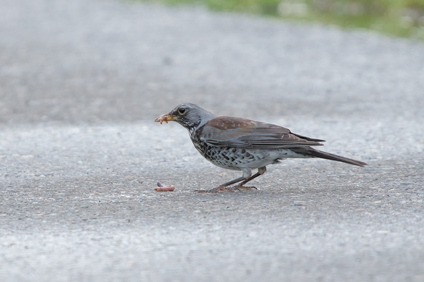 Fieldfare, Jona, Switzerland