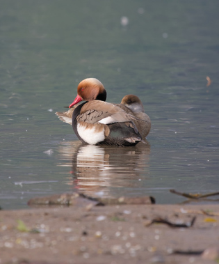Red-crested Pochard, Jona, Switzerland