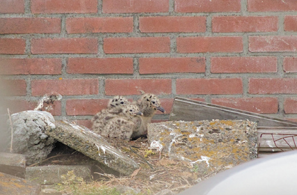 Lesser Black-backed Gull, Den Haag, Netherlands
