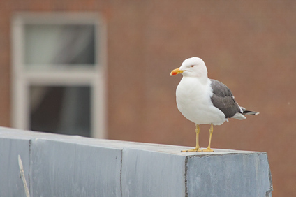 Lesser Black-backed Gull, Den Haag, Netherlands