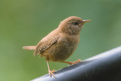 Eurasian wren, Markelo, Netherlands