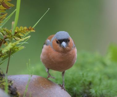 Common Chaffinch, Markelo, Netherlands