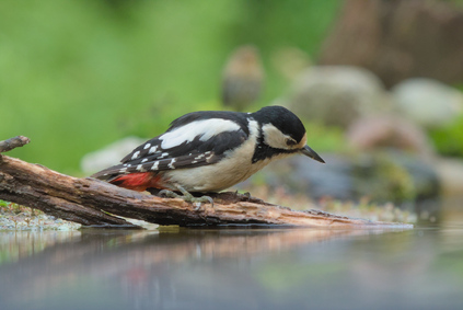 Great Spotted Woodpecker, Markelo, Netherlands