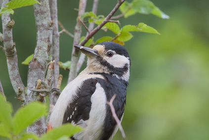 Great Spotted Woodpecker, Markelo, Netherlands