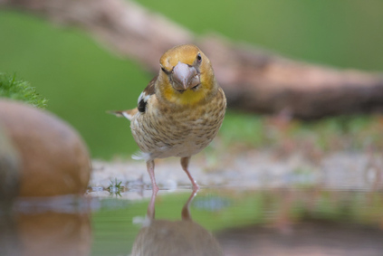 Hawfinch, Markelo, Netherlands