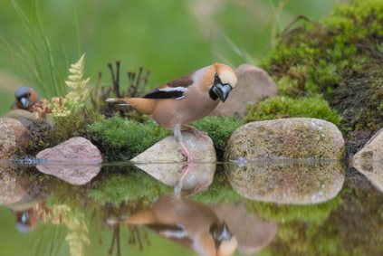 Hawfinch, Markelo, Netherlands