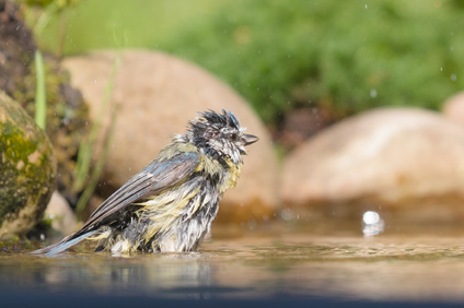 Eurasian Blue Tit, Markelo, Netherlands