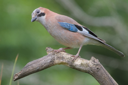Eurasian Jay, Markelo, Netherlands