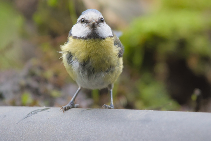 Eurasian Blue Tit, Markelo, Netherlands