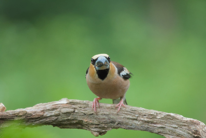 Hawfinch, Markelo, Netherlands