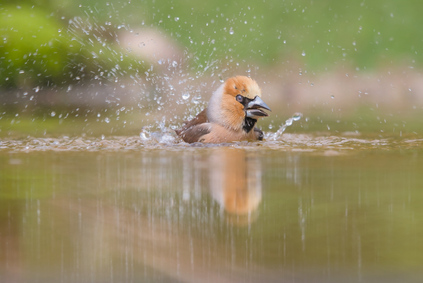 Hawfinch, Markelo, Netherlands