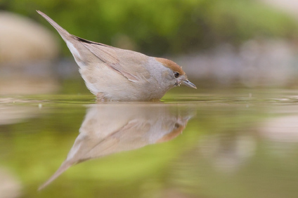 Eurasian Blackcap, Markelo, Netherlands