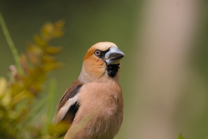 Hawfinch, Markelo, Netherlands