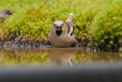 Hawfinch, Markelo, Netherlands