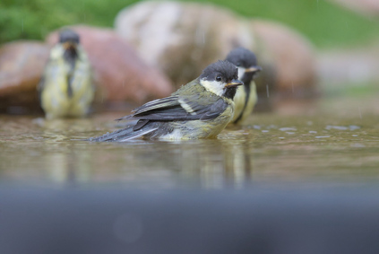 Great Tit, Markelo, Netherlands
