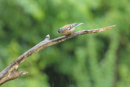 Common Chaffinch, Markelo, Netherlands