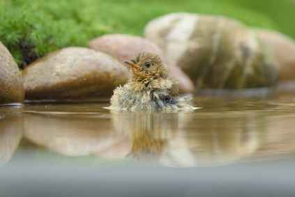 European Robin, Markelo, Netherlands