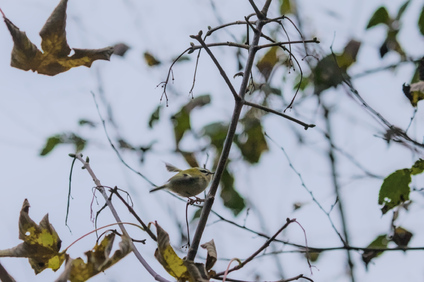 Common Firecrest, Westduinpark, Den Haag, Netherlands