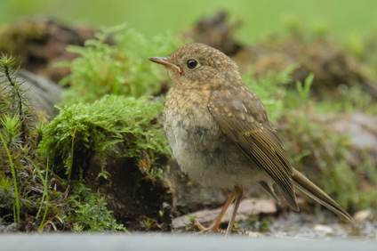 European Robin, Markelo, Netherlands