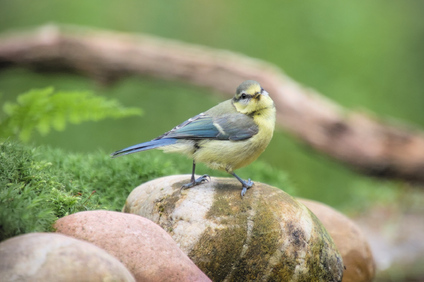Eurasian Blue Tit, Markelo, Netherlands