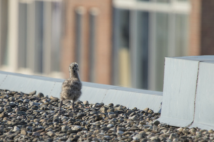 Lesser Black-backed Gull, Den Haag, Netherlands