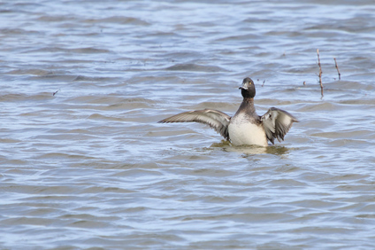 Tufted Duck, Nieuwe Driemanspolder, Netherlands