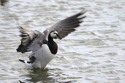 Barnacle Goose, Nieuwe Driemanspolder, Netherlands