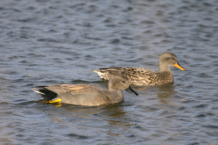 Gadwall, Nieuwe Driemanspolder, Netherlands