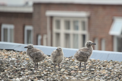 Lesser Black-backed Gull, Den Haag, Netherlands