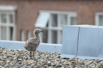 Lesser Black-backed Gull, Den Haag, Netherlands