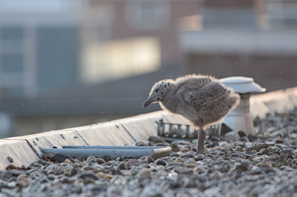 Lesser Black-backed Gull, Den Haag, Netherlands