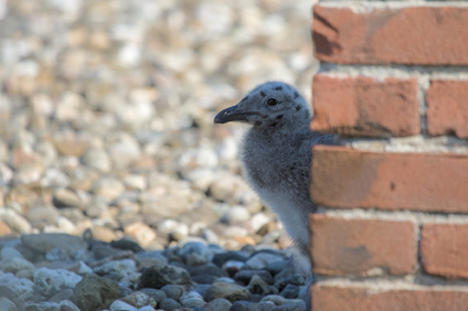 Lesser Black-backed Gull, Den Haag, Netherlands
