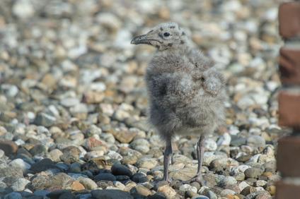 Lesser Black-backed Gull, Den Haag, Netherlands