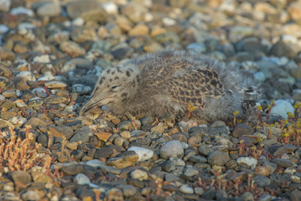 Lesser Black-backed Gull, Den Haag, Netherlands