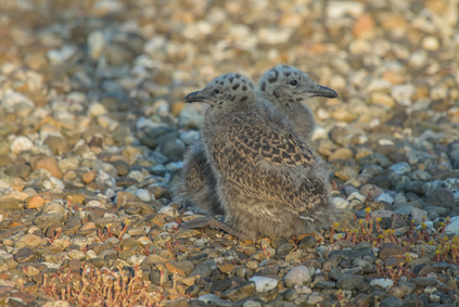 Lesser Black-backed Gull, Den Haag, Netherlands