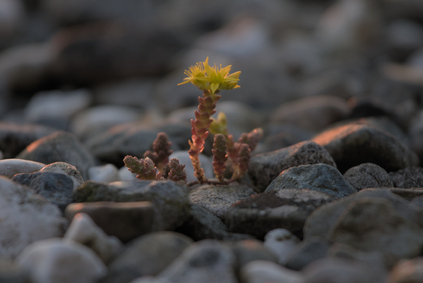 Den Haag, Netherlands