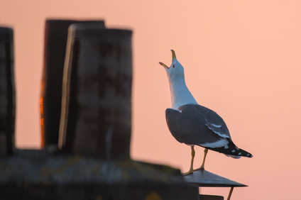 Lesser Black-backed Gull, Den Haag, Netherlands