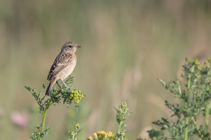 European Stonechat, Kwade Hoek, Netherlands