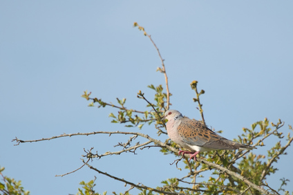 European Turtle Dove, Kwade Hoek, Netherlands