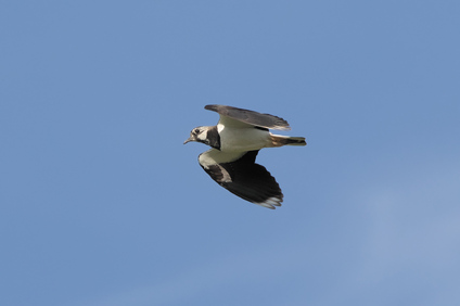 Northern Lapwing, Kwade Hoek, Netherlands