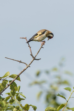 European Goldfinch, Kwade Hoek, Netherlands