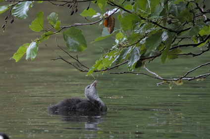 Common Coot, Meer en Bos, Den Haag, Netherlands