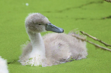 Mute Swan, Meer en Bos, Den Haag, Netherlands
